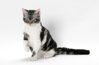 Picture of American Wirehair cat, Silver Classic Tabby & White coloured, one leg up