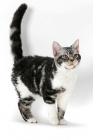 Picture of American Wirehair cat, Silver Classic Tabby & White coloured, tail up