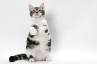 Picture of American Wirehair cat, Silver Classic Tabby & White coloured, standing on hind legs