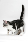 Picture of American Wirehair cat, Silver Classic Tabby & White coloured, walking on white background