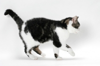 Picture of American Wirehair cat walking, Brown Classic Tabby & White coloured