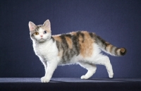 Picture of American Wirehair standing looking at camera