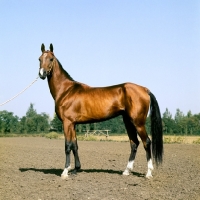 Picture of amulet, akhal teke stallion at piatigorsk hippodrome looking at camera