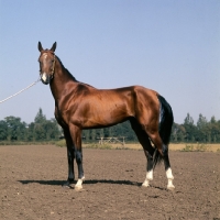 Picture of amulet, akhal teke,full body 