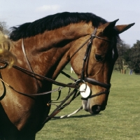 Picture of an eventing horse in the collecting ring at badminton, 