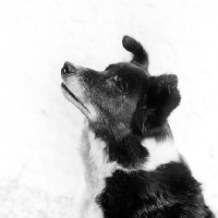 Picture of an old border collie, portrait