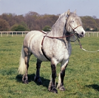 Picture of an righ muir of new calgary,  highland pony stallion at show