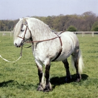 Picture of an righ muir of new calgary,  highland pony stallion at show