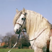 Picture of An righ muir of new Calgary,  Highland Pony stallion head and shoulders