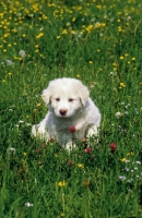 Picture of Anatolian Sheepdog puppy