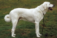 Picture of Anatolian Sheepdog, side view