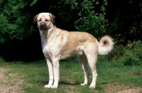 Picture of Anatolian Sheepdog side view