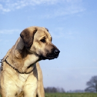 Picture of anatolian shepherd dog looking aside
