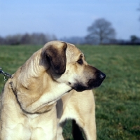 Picture of anatolian shepherd dog looking away