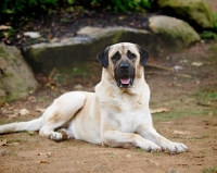 Picture of Anatolian Shepherd Dog lying on ground