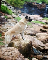 Picture of Anatolian Shepherd Dog on rocks