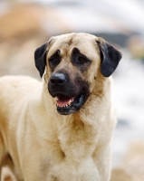 Picture of Anatolian Shepherd Dog portrait