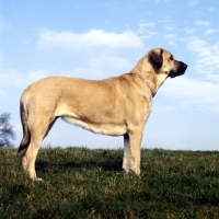 Picture of anatolian shepherd dog standing on grass
