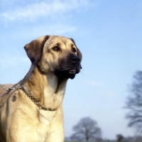 Picture of anatolian shepherd dog with choke chain