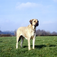 Picture of anatolian shepherd dog with lead
