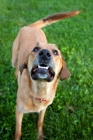 Picture of Anatolian shepherd mix standing, looking up