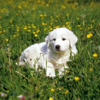 Picture of Anatolian Shepherd puppy lying on grass