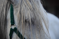 Picture of Andalusian close up