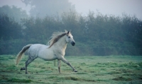 Picture of Andalusian galloping in field
