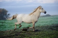 Picture of Andalusian galloping in field