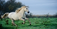 Picture of Andalusian galloping on grass
