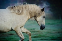 Picture of Andalusian galloping, side view