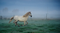 Picture of Andalusian galloping