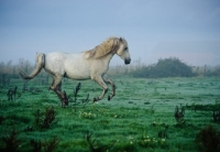 Picture of Andalusian galloping