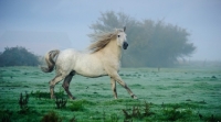 Picture of Andalusian galloping