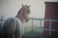 Picture of Andalusian headed towards barn.