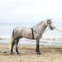 Picture of Andalusian horse full body  