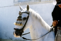 Picture of andalusian horse in parade at les saintes maries de la mer