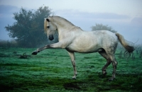 Picture of Andalusian in foggy field stepping high. 