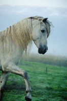 Picture of Andalusian in foggy field. 