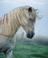 Picture of Andalusian in foggy field.