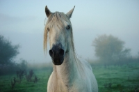 Picture of Andalusian in foggy field.