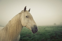Picture of Andalusian in fog.