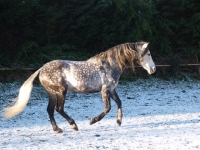 Picture of Andalusian in winter