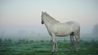Picture of Andalusian looking away in foggy field.