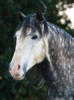 Picture of Andalusian portrait, looking towards camera