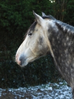 Picture of Andalusian portrait