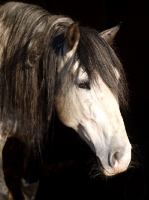 Picture of Andalusian portrait