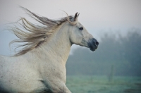 Picture of Andalusian profile, looking ahead