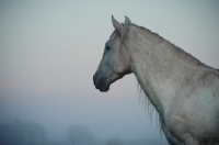 Picture of andalusian profile