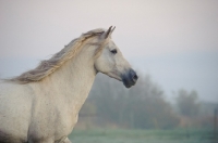 Picture of Andalusian profile
